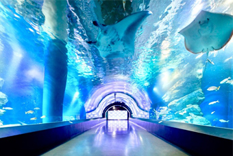 ワンダーチューブ