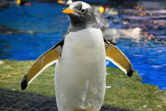 ワイルドストリート