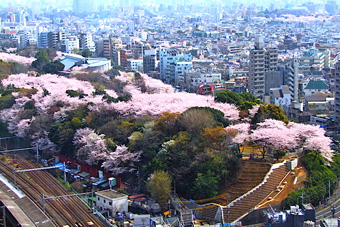 �򒹎R�����̑S�i