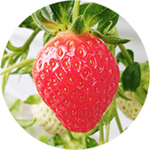 �����݂̂�