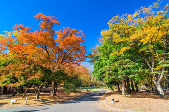 代々木公園の紅葉