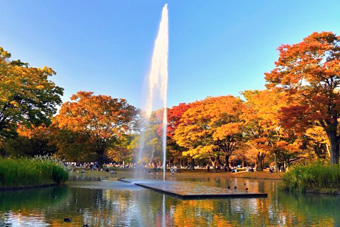 代々木公園の紅葉