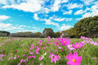 �R�X���X�E�Z���Z�[�V����