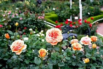 �o���G��