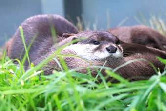 �J���E�\�����̐���