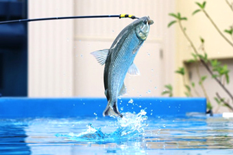 ����߂��̐�