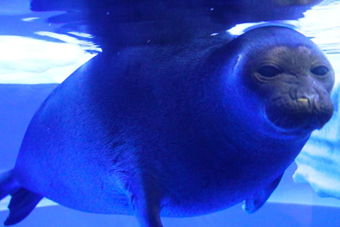 �΂ɂ��ރA�U���V