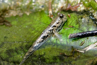 �}���O���[�u�̐X