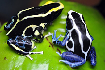 �����痤�� �`�����ނ̐��E�`