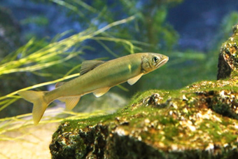 ���{�̐���