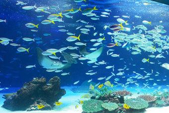 �T���V���C�����O�[��