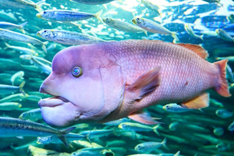 �����̖���