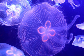 
�C���󊴁i���炰��������j