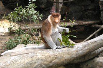 オセアニアの草原