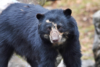 アマゾンの密林